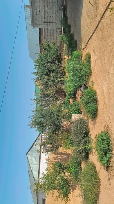 Yangi Zarafshon 4kv 133uy