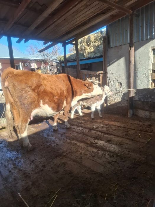 Бұзаулы сиыр сатылады