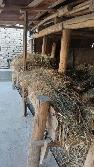 Жухори Хашаги сотилади. Узимиз экан хосилдан олинган жухори хашаги.