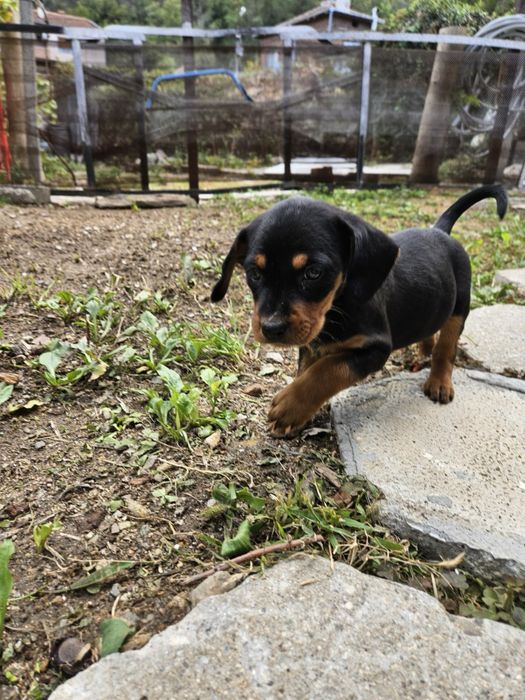 Подарявам мъжки гончета