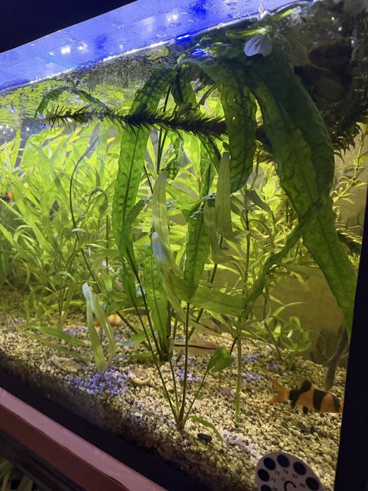 Продам свой аквариум со всеми инструменами , грунтом, рыбками и растен