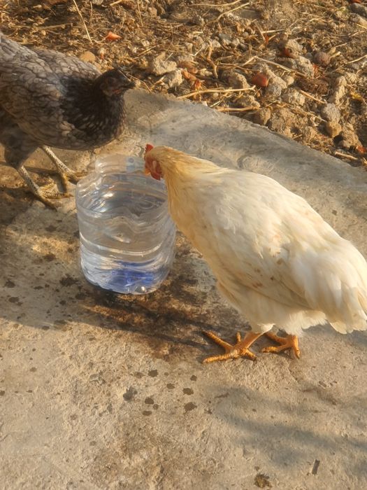 Еш жужалар сотилади