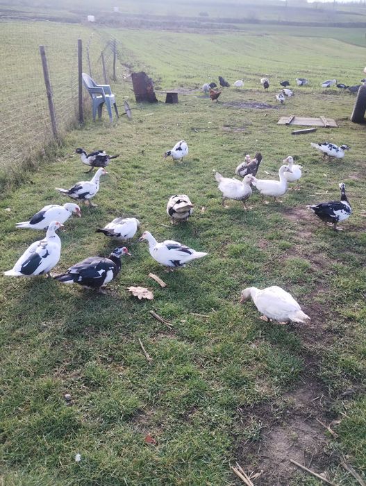 Gâște americane, bibilici și rațe mute (leșești)