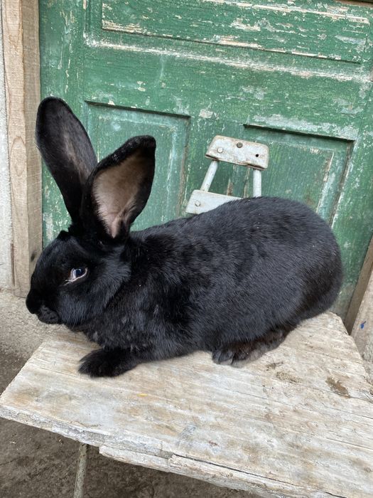 Uriaș german femele si mascul