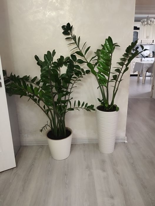 Продам замиокулькас, гигант 1.60 см