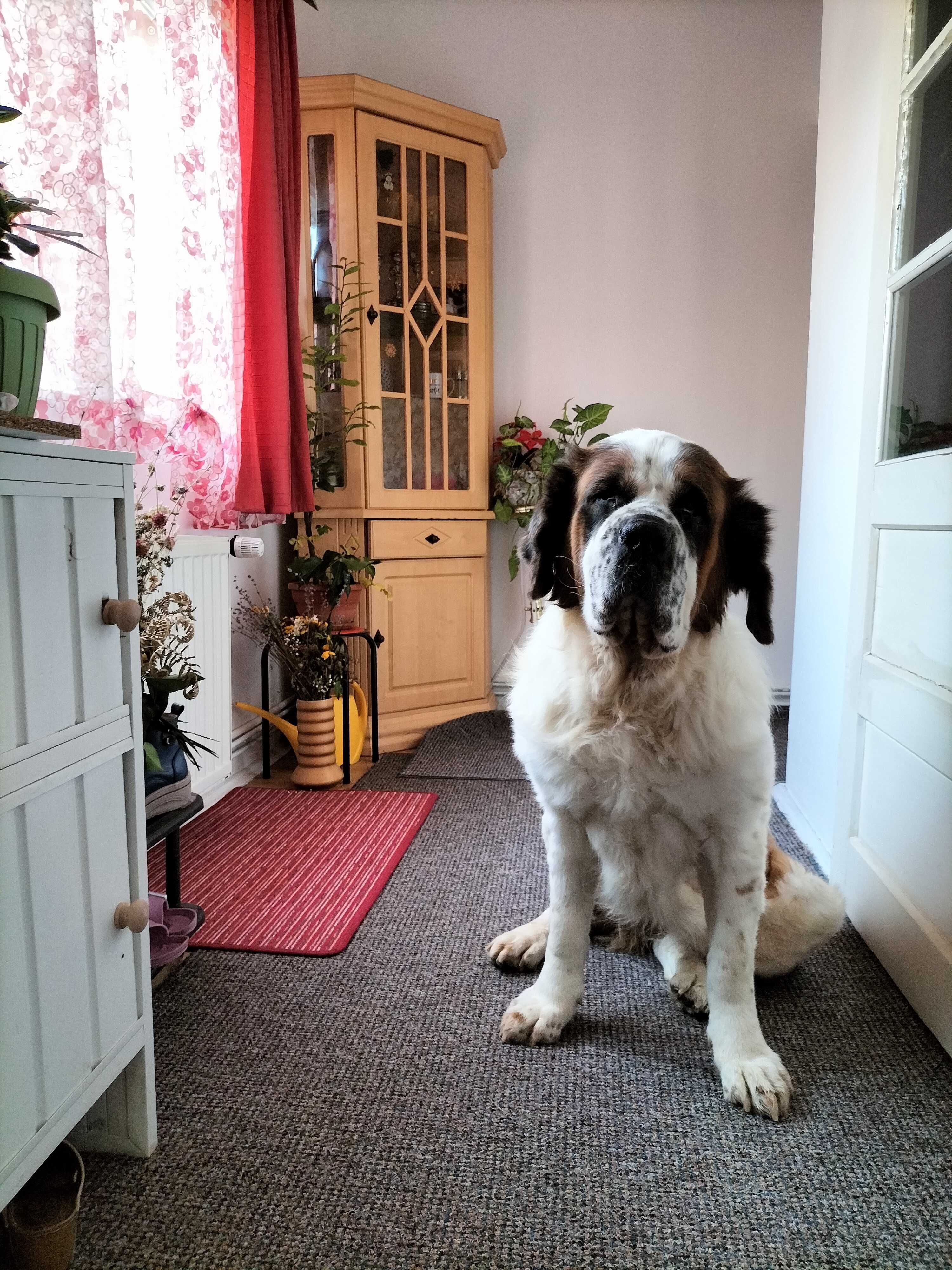 Donez câine Saint Bernard, femela, sterilizata, 6 ani