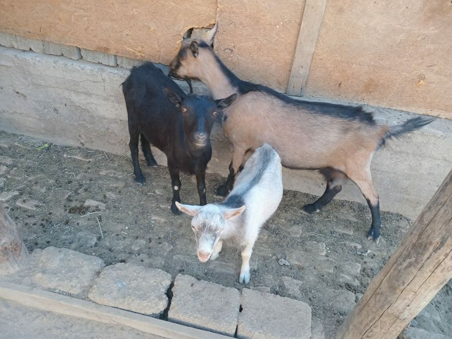 Орыс ешкілер бар Албинос 1шт