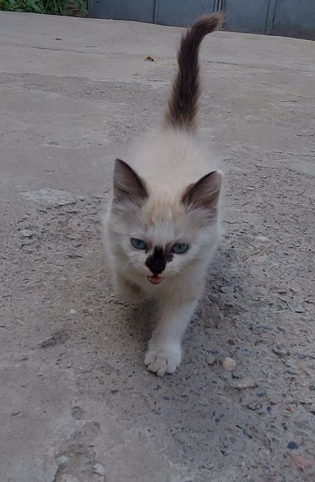 Siyamski mushuk bolasi