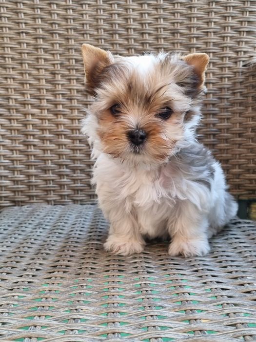 Йоркширски териер Бивър Blue Berry от родословни родители