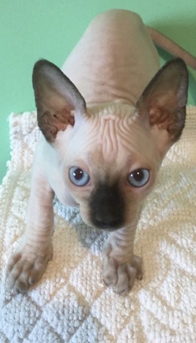 Pisici sphynx sfinx fara par o copanie terapeutica