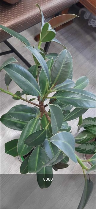 Продам цветы, цены указаны на фото