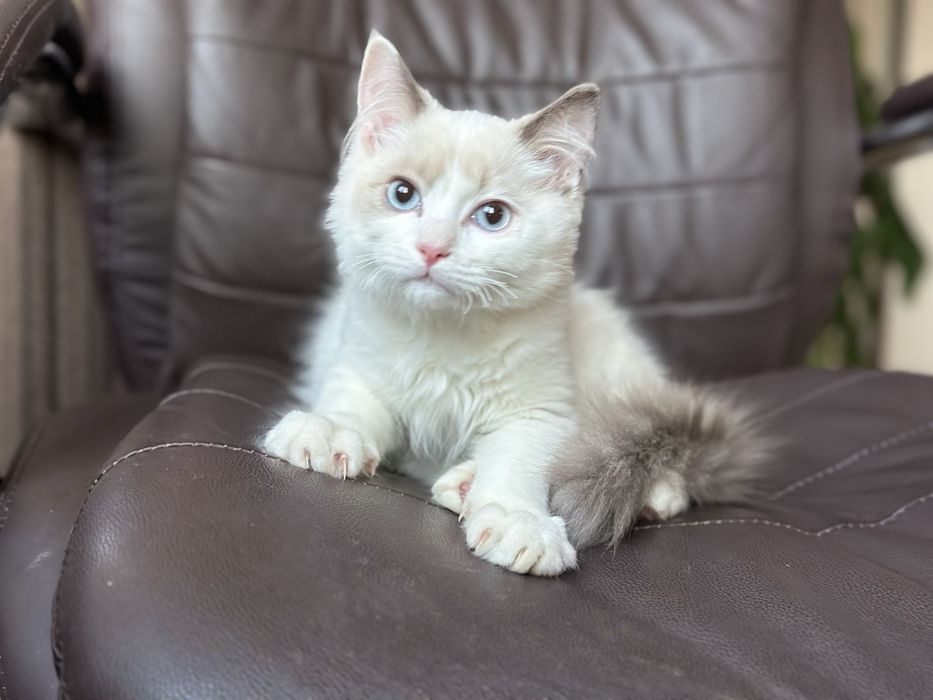 Британско коте - момче