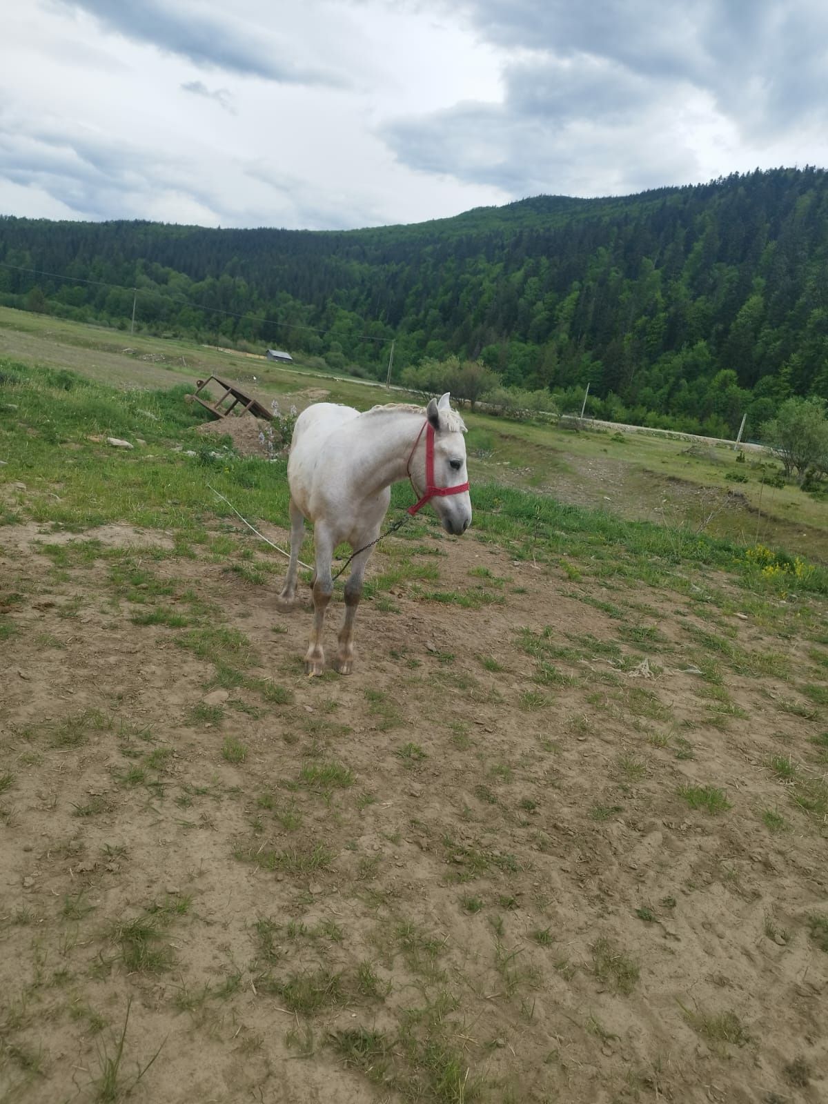 Mânz de vânzare preț negociabil