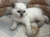 British shorthair Colorpoint