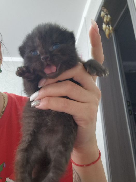 Бронь.Котят  Породистые вислоухие шотландские