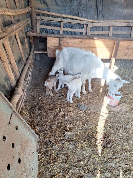 Capra cu 3 iezi frumoși