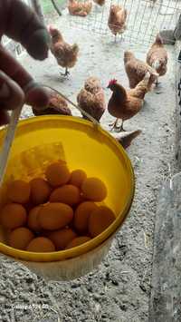 Ouă de țară din găini  crescute ecologic
