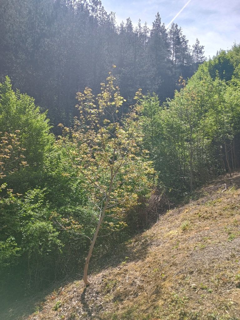 Продава се Къща в с. Луково, Област София-област - 24 кв.м за 625 €/кв.м - Снимка #6