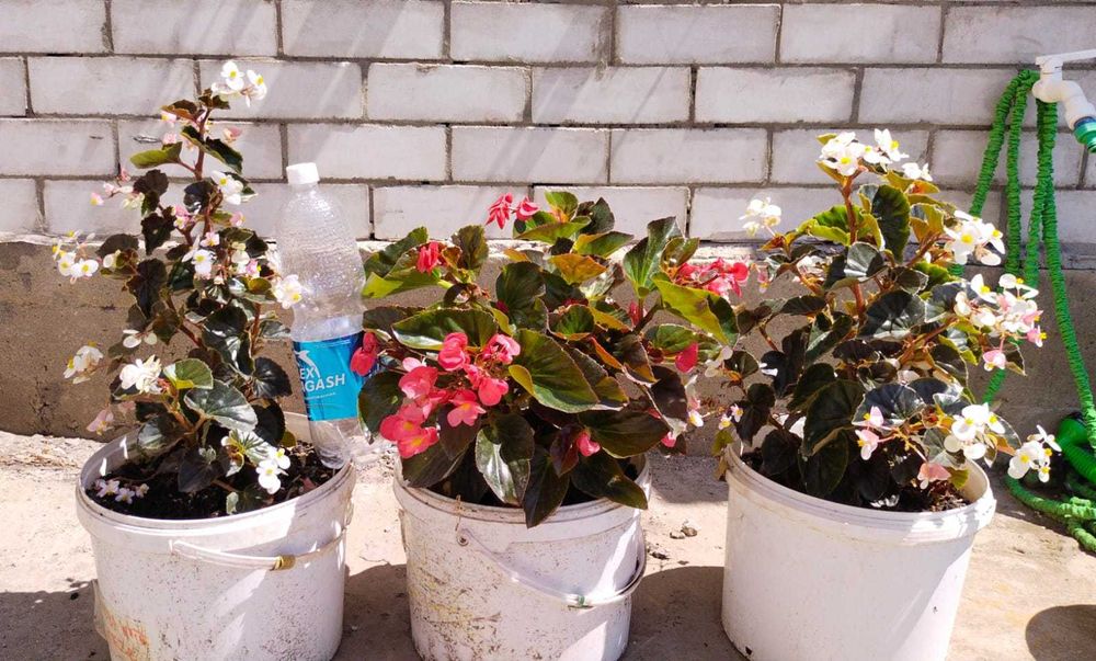 Бегонии серии БИГ, ЛЮКС