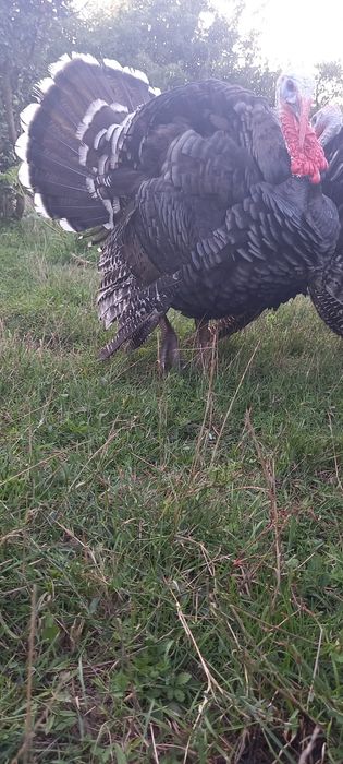 Curci si curcani de carne