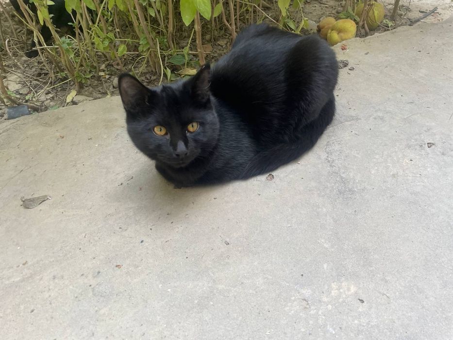 Кошки и котята в хорошие руки