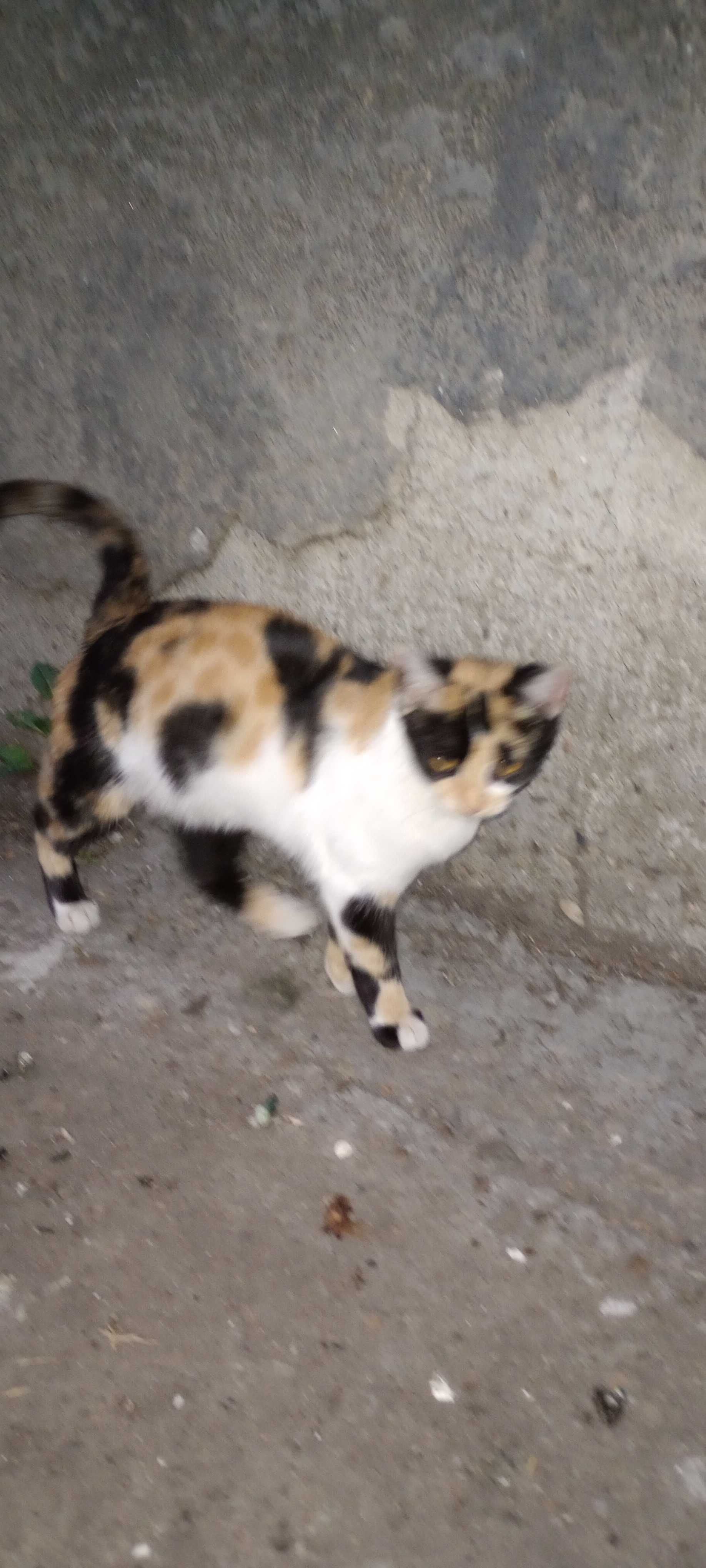 Котенца на 4 месеца търсят дом.
