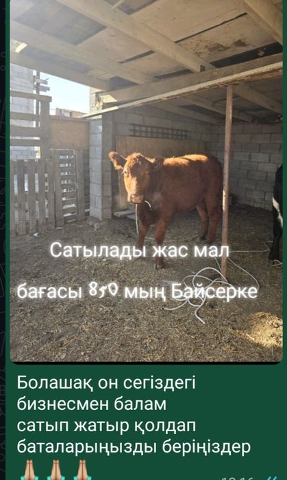 Семіз 1.6 жасар етті Біреуі 850000 саудасы бар