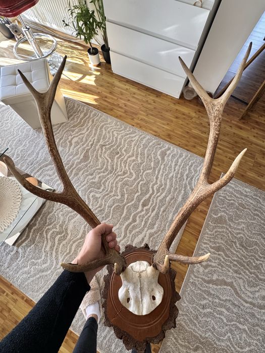 Trofeu căprior autentic decor elegant, Austria