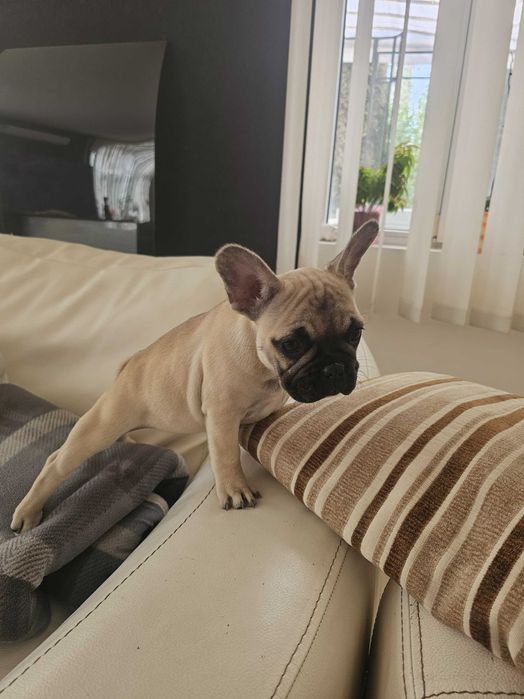 Френски булдочета