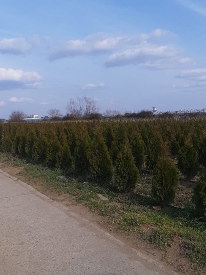 Vand plante ornamentale