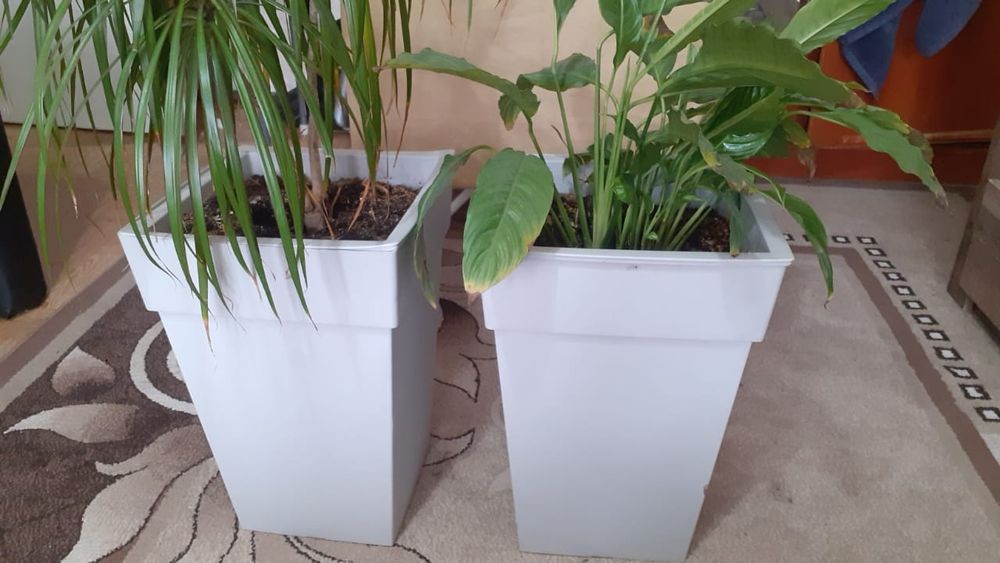 Цветок комнатные высокие