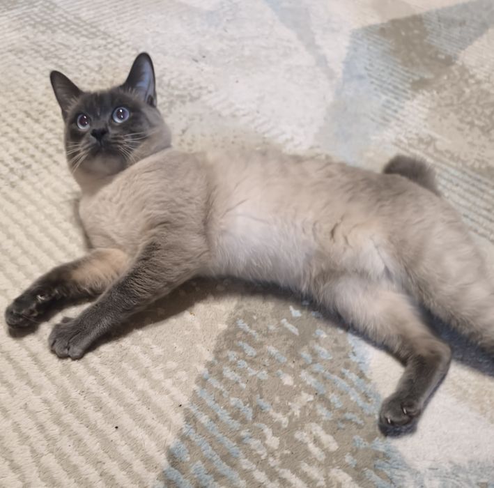 Котета  порода Тойбоб