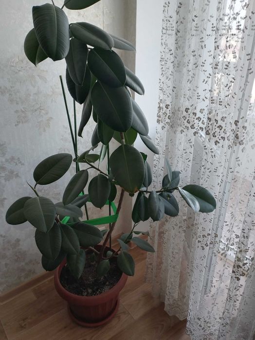 Комнатное растение