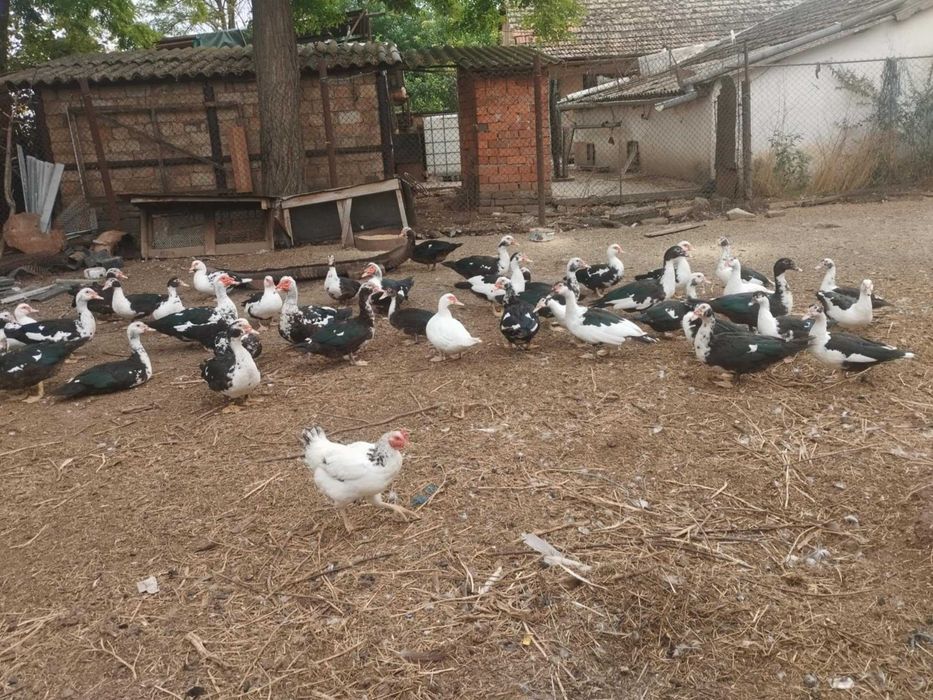 Vând rațe si rățoi muți