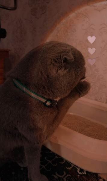 Yoqimtoy Scottish fold
