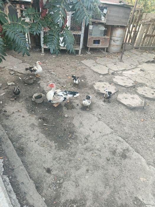 De vânzare rațe mute