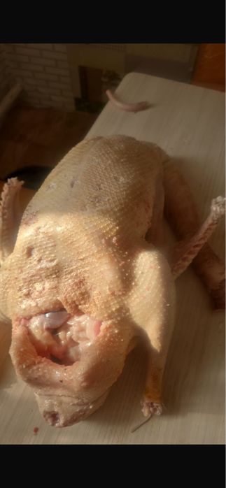 Домашный Қаз еті  3500 кг свежый