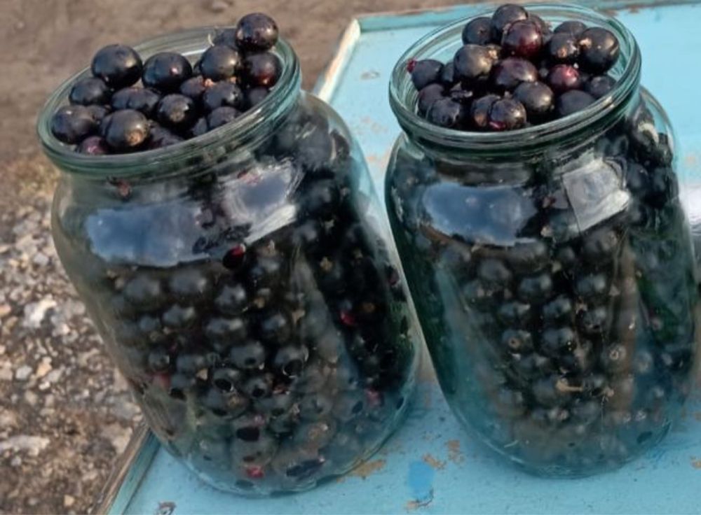 Продам свежую смородину дачную