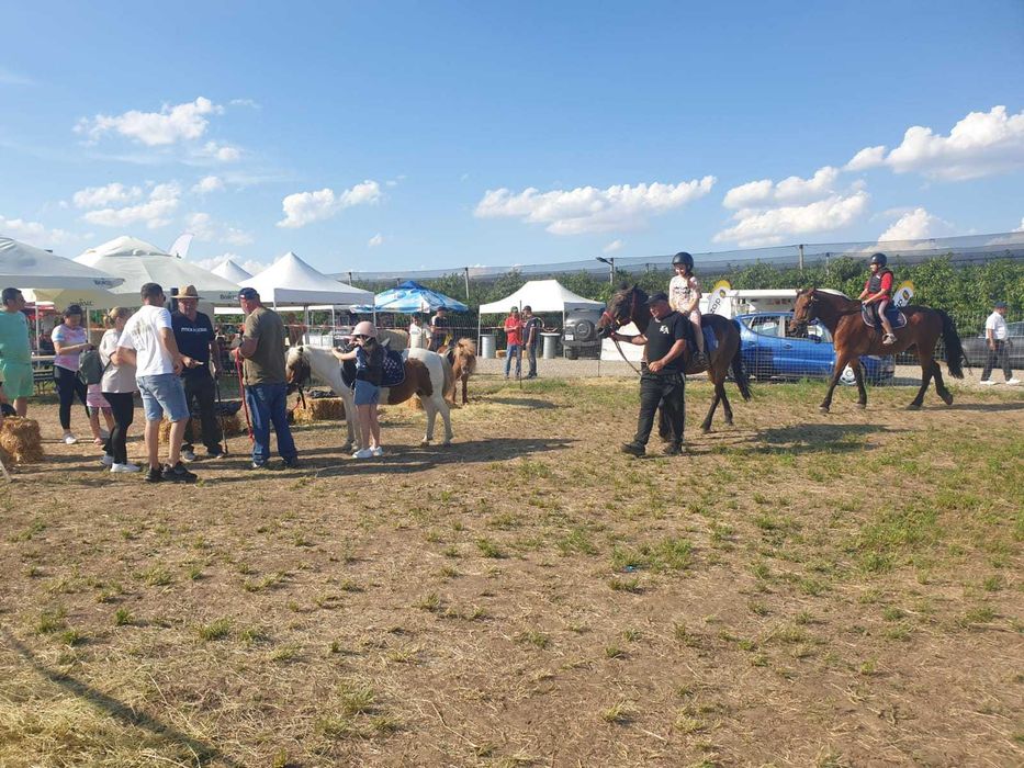 PLIMBARI cu PONEI pentru EVENIMENTE PRIVATE Bucuresti si imprejurimi