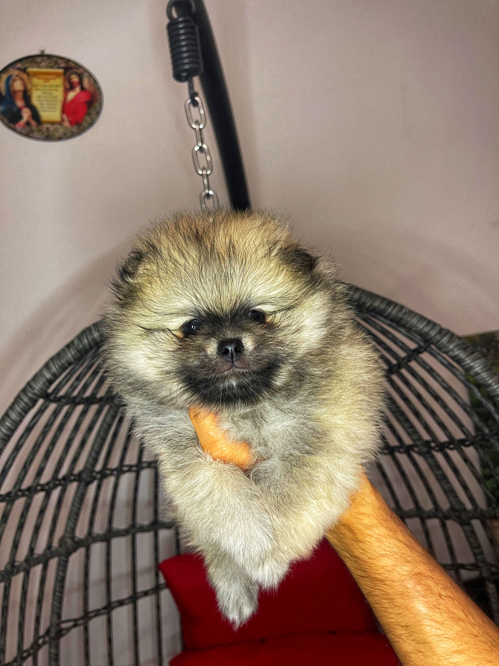 Pomeranian Toy Pedigree FCI