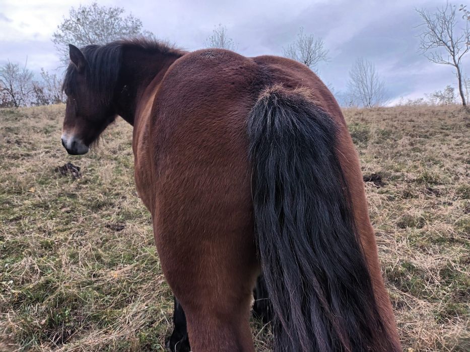 Mânz de 1 an și 6 luni