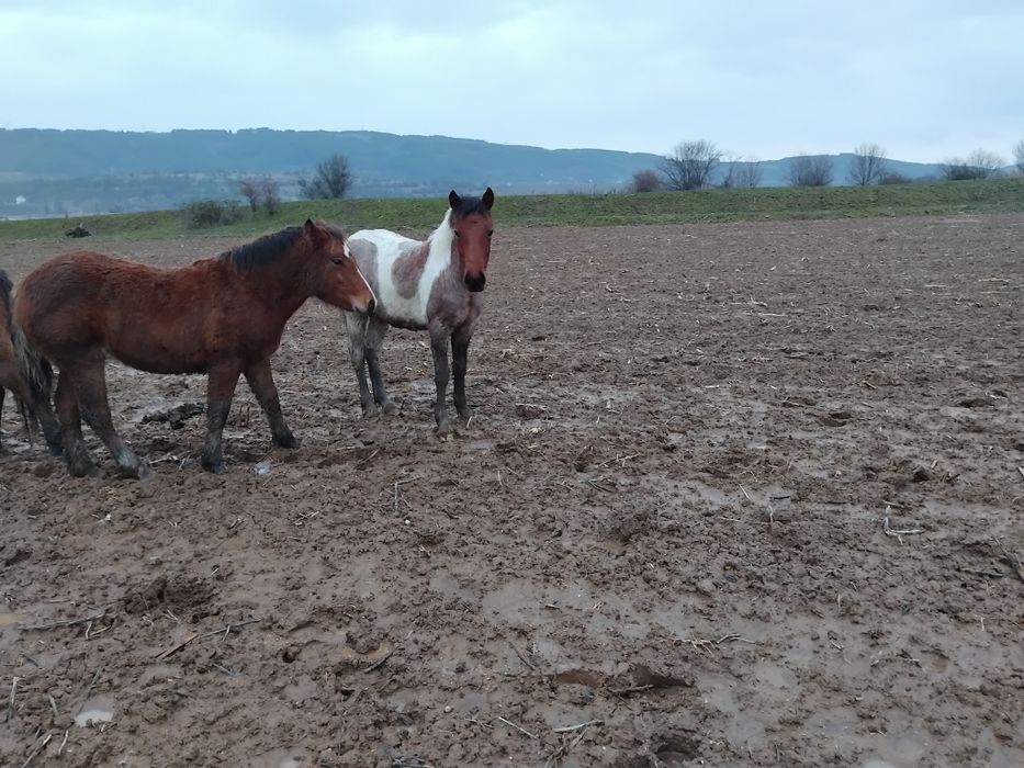 Продавам  женско конче