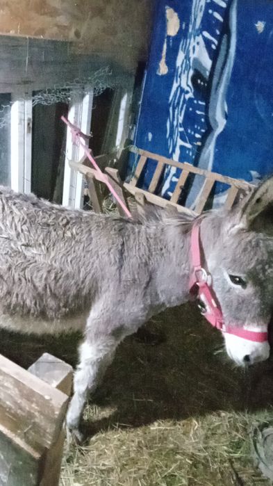 Vând un măgar de 10 luni învățat la oi foarte. Cuminte