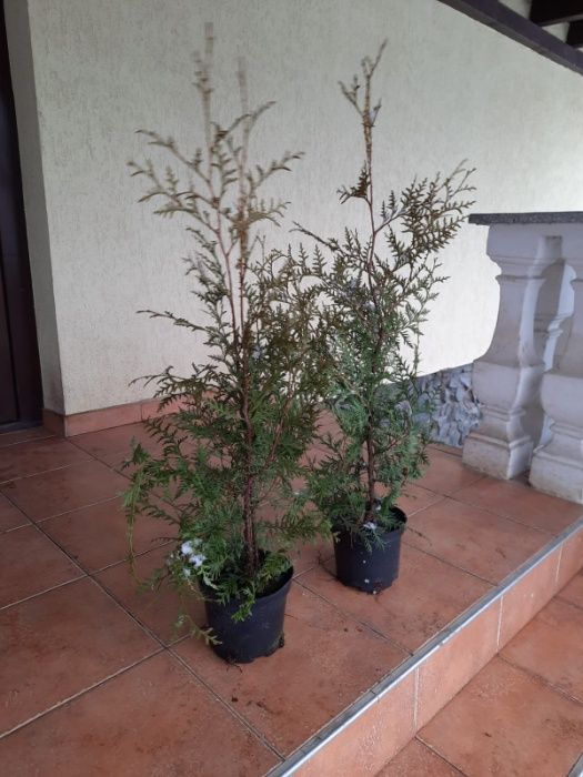 vand tuia brabant,min 130cm,pt gard viu