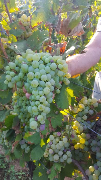 Vând  casâ de vacanta cu vie