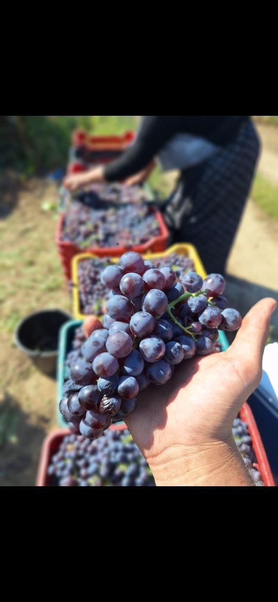 Vindem struguri de vin producție proprie!