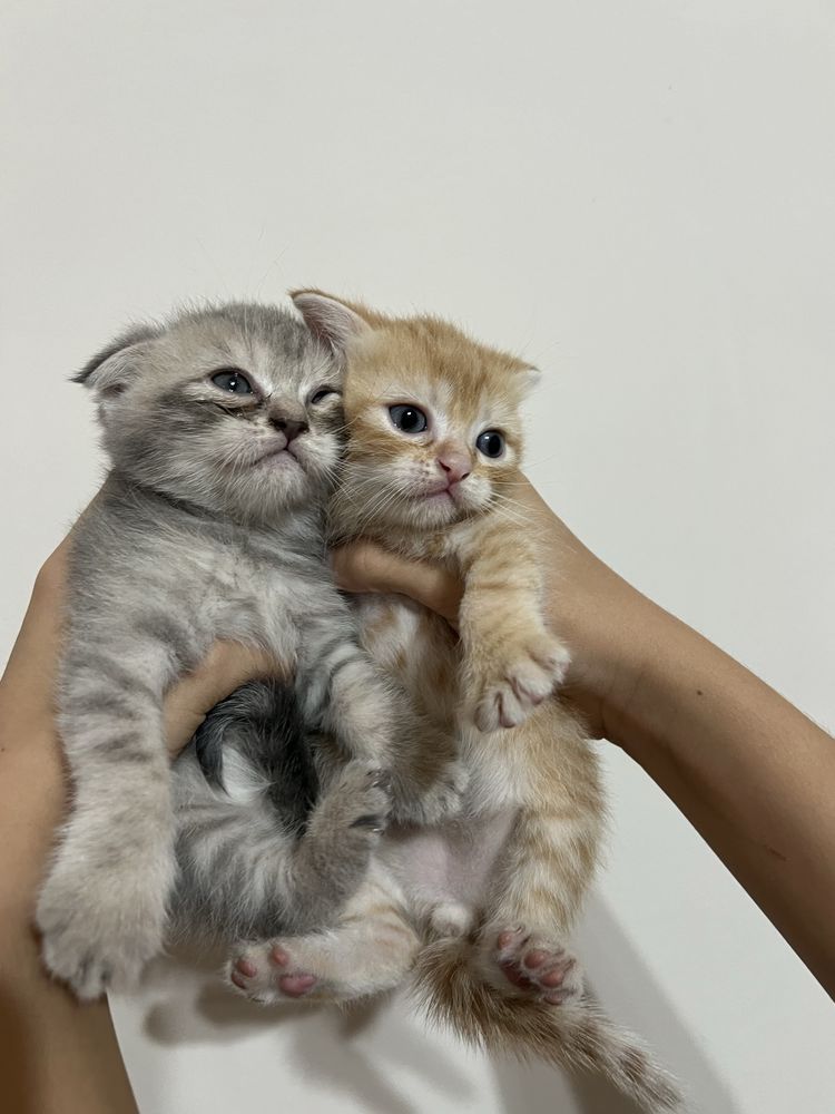 отец скотиш фолд мама скотиш страйт