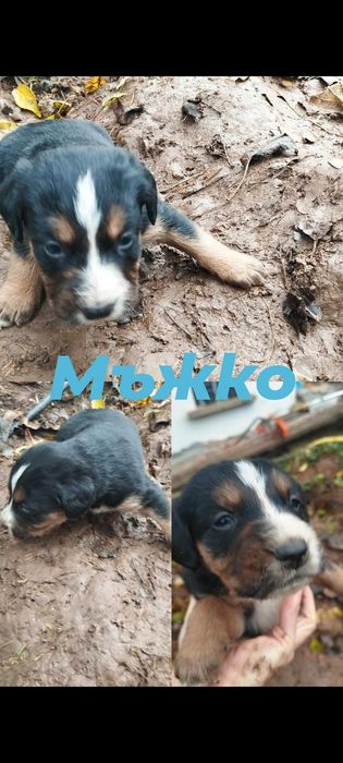 Подарявам най-сладките кученца