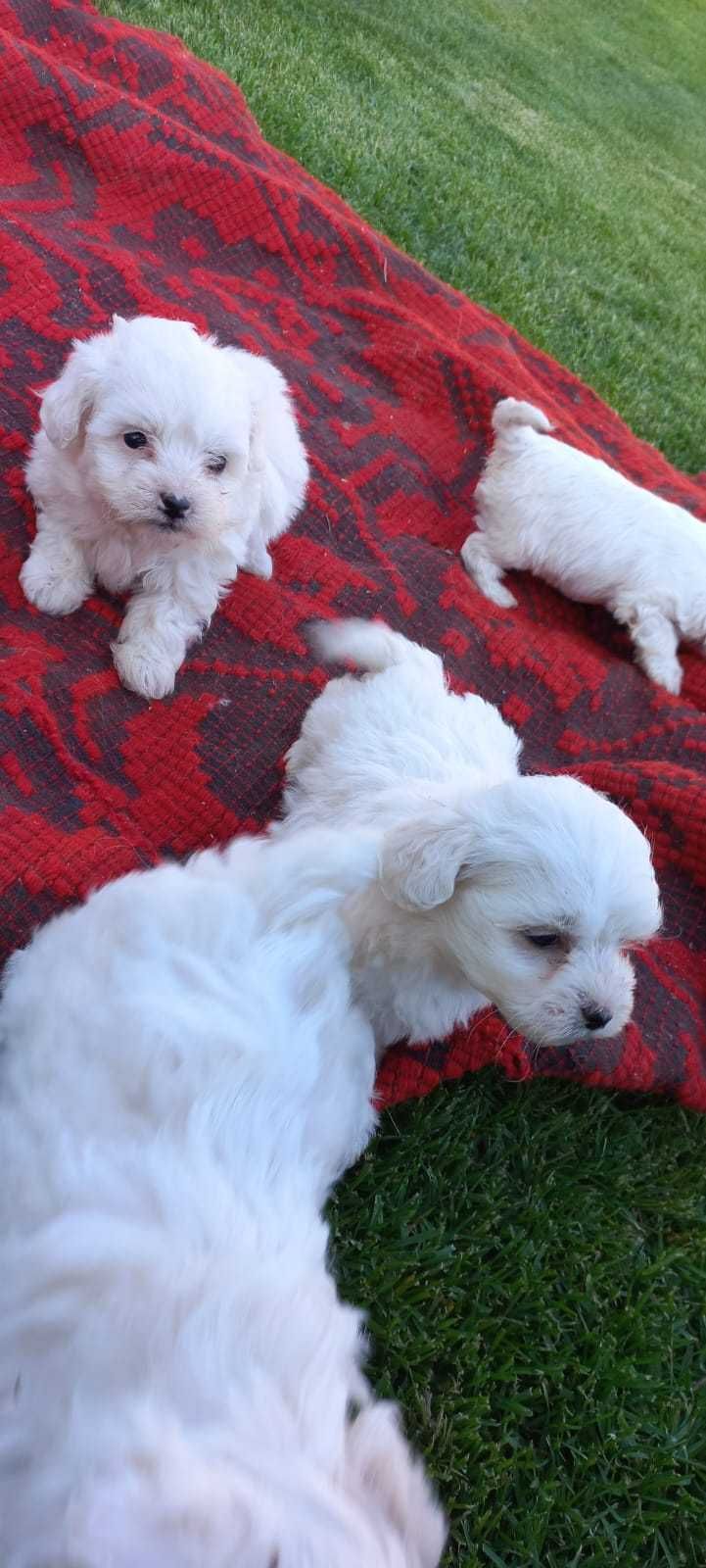 Bichon maltez pedigree