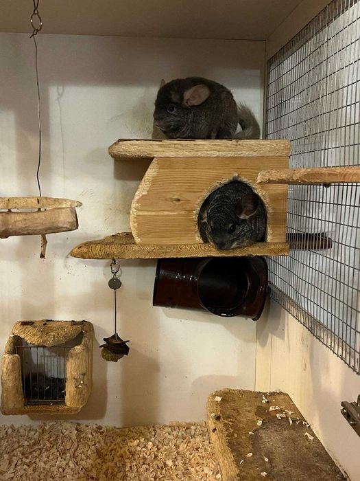 Двойка чинчили с клетка